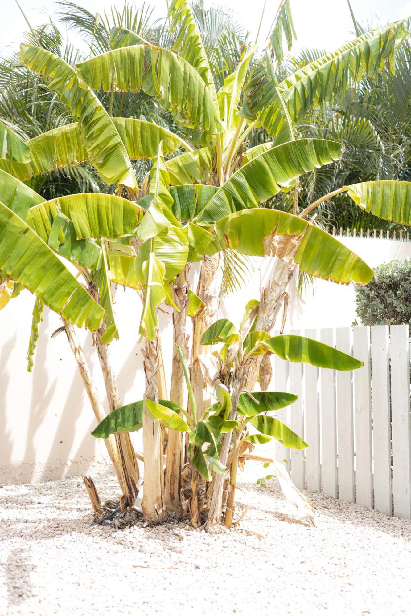 Dushi Townhouse Curacao Apartman Willemstad Kültér fotó